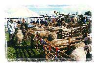 Herriot Country life style